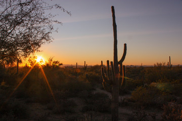 Saguaro sunset 3