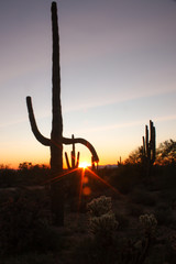 Saguaro sunset 1