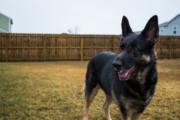 Happy black german shepherd