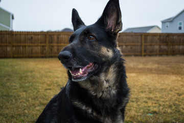 Naklejka premium Black german shepherd