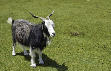 Obraz premium Mountain Goat isolated