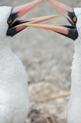 Two birds and beaks