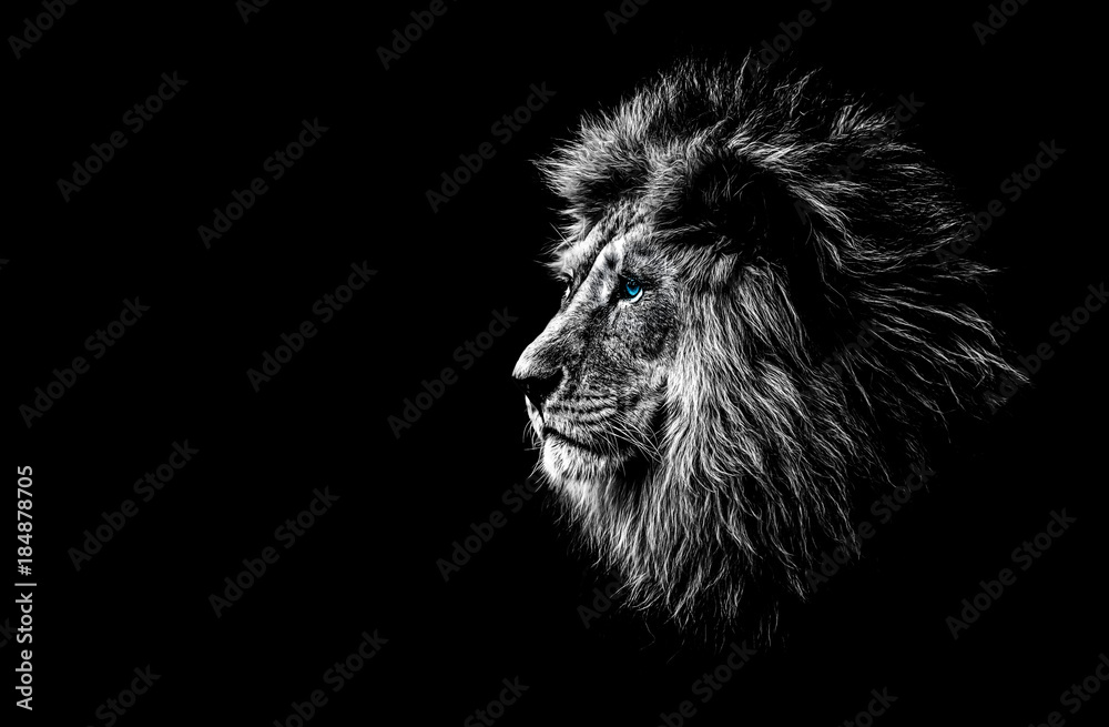 Wall mural lion in black and white with blue eyes