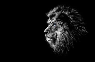 Papier Peint photo Lion lion en noir et blanc aux yeux bleus