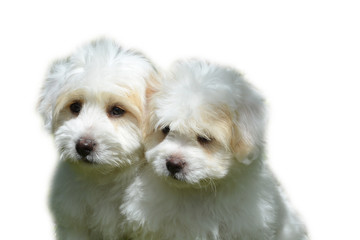 White dog isolated on a white background 