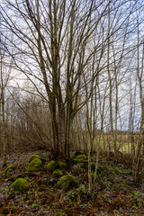 Obraz premium tree trunk textures in natural environment