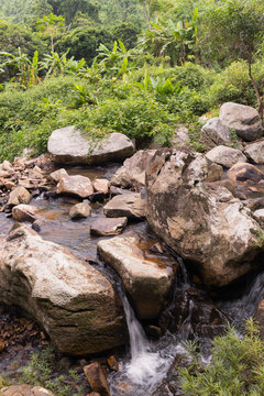 Mountain stream in the rain forest