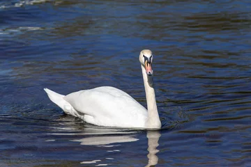 Tissu par mètre Cygne white swan on the water