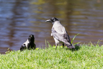 two crows near the water