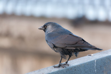 portrait of a sitting jackdaw