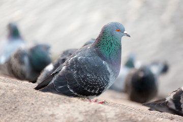 portrait of a gray dove
