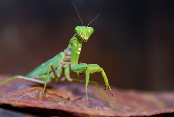 A close up view of a praying mantis on a leaf in the early spring on the Hawaiian island of Maui  - obrazy, fototapety, plakaty