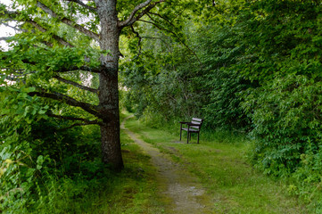 lonely tree trunks in forest in summer © Martins Vanags