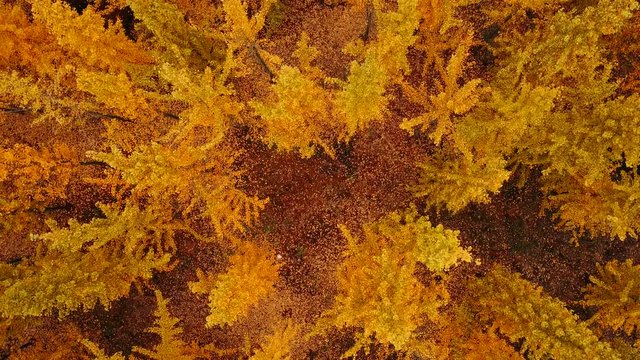 Autumn, yellow ginkgo trees. Aerial video video
Mount Lu scenic area in Jiangxi, China