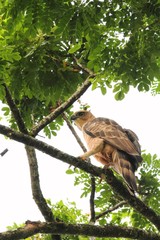 Wallace's Hawk-Eagle (Nisaetus nanus) in Borneo, Malaysia - ウォーレスクマタカ