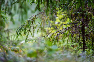 tree trunk textures in natural environment