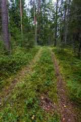 empty road in country forest