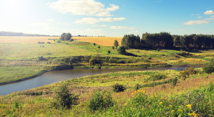 Sunny summer landscape with birch grove and field of ripe wheat.River flows between green hills and meadows