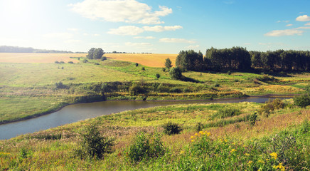 Fototapeta premium Sunny summer landscape with birch grove and field of ripe wheat.River flows between green hills and meadows