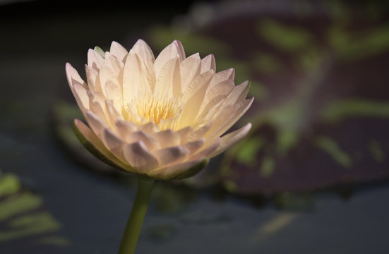 beautiful lotus flower