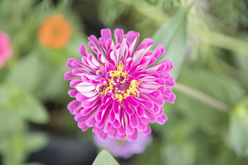 Obraz premium Natural view of flowers, natural landscapes