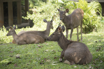 Wild deer in the wild