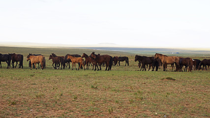 Fototapeta premium haras