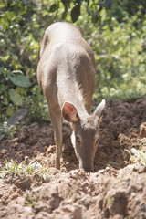 Wild deer in the wild