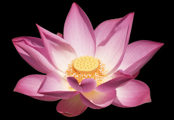 Bright colored lotus on black background.