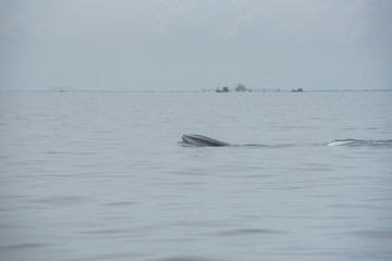 Bryde's whale, Whale in gulf of Thailand..