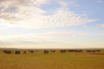 Obraz na płótnie Canvas Horses are grazed on a meadow
