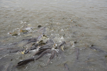 fishes crowd In the pond