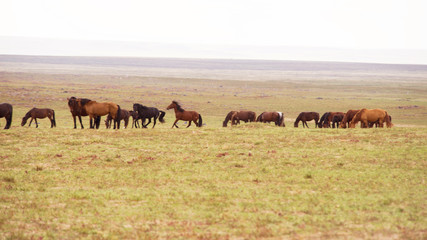 Naklejka na ściany i meble Horses are grazed on a meadow