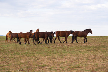 Obraz premium haras