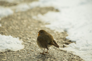 robin bird in snow ice winter season wildlife