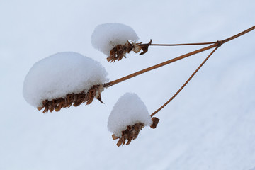 dry plant in snow © guppys