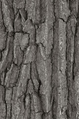 coarse bark of an old tree with grooves