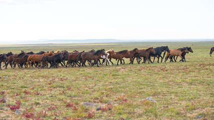 herd of young horses