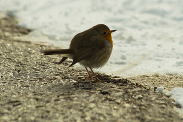 robin bird in snow ice winter season wildlife