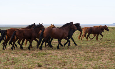 Fototapeta na wymiar herd of young horses run