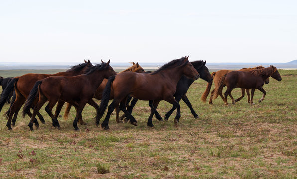 herd of young horses run © photobee