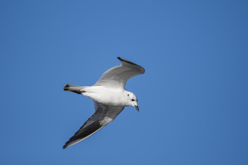 ズグロカモメ飛翔(Saunders's gull)