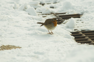 robin bird in snow ice winter season wildlife