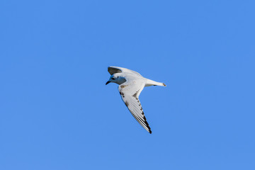 ズグロカモメ飛翔(Saunders's gull)