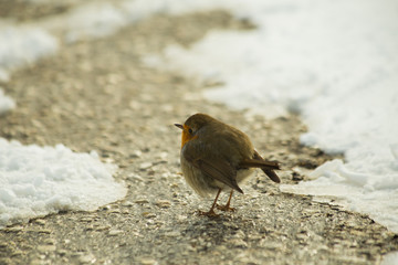 robin bird in snow ice winter season wildlife