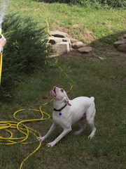 White boxer dog playing with water