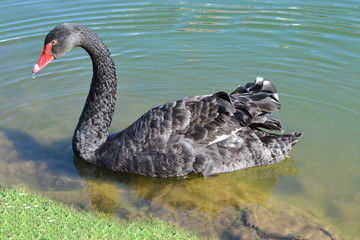 Black swan alone swims on a clear lake