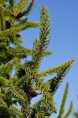 Tips of branches of coniferous tree white spruce Picea Glauca during fall season, blue sky background