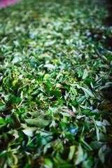 Close-up of Fermentation of tea leaves, drying process in a factory in Sri Lanka