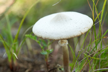 Small mushroom raincoat. Edible mushrooms include many fungal species that are either harvested wild or cultivated.